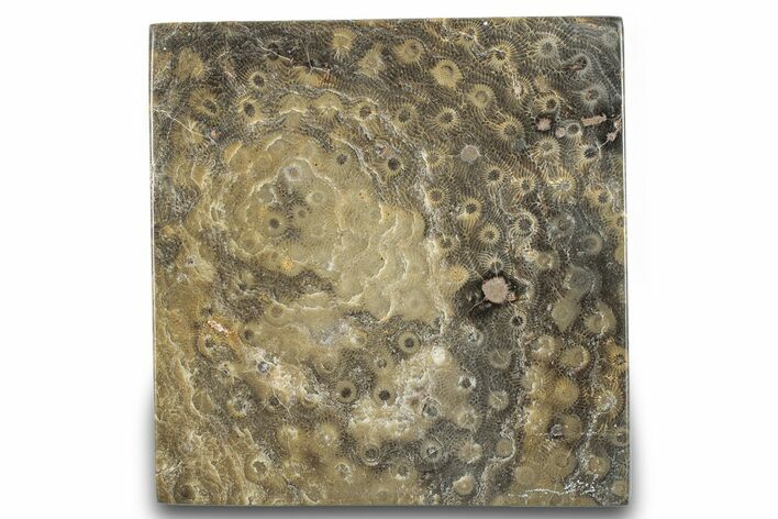Polished Fossil Rugose Coral Slab - Morocco #276087